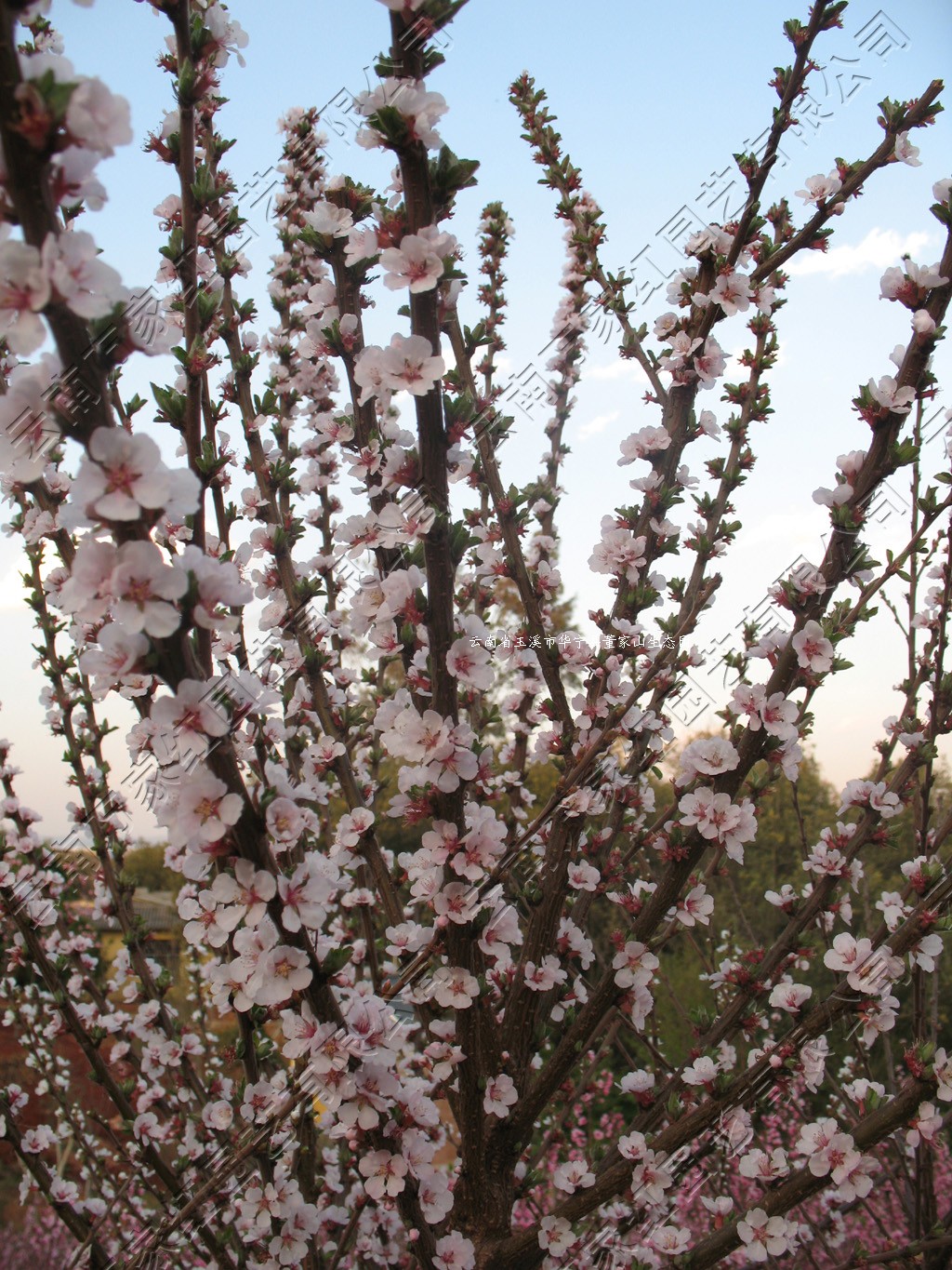 毛樱桃花