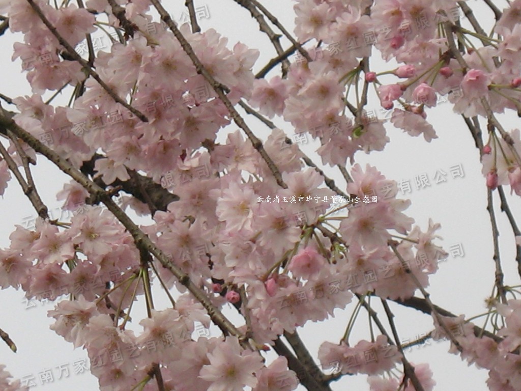 八重红枝垂樱花