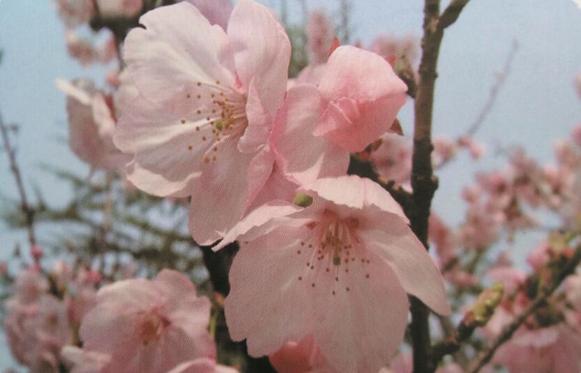 阳光樱花 阳光樱花