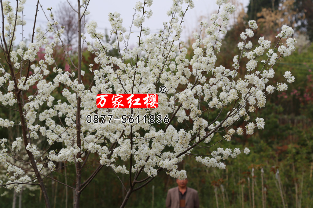 山樱花 山樱花