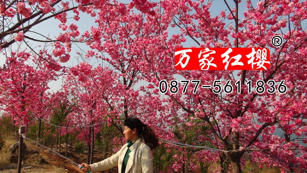 云南樱 云南樱