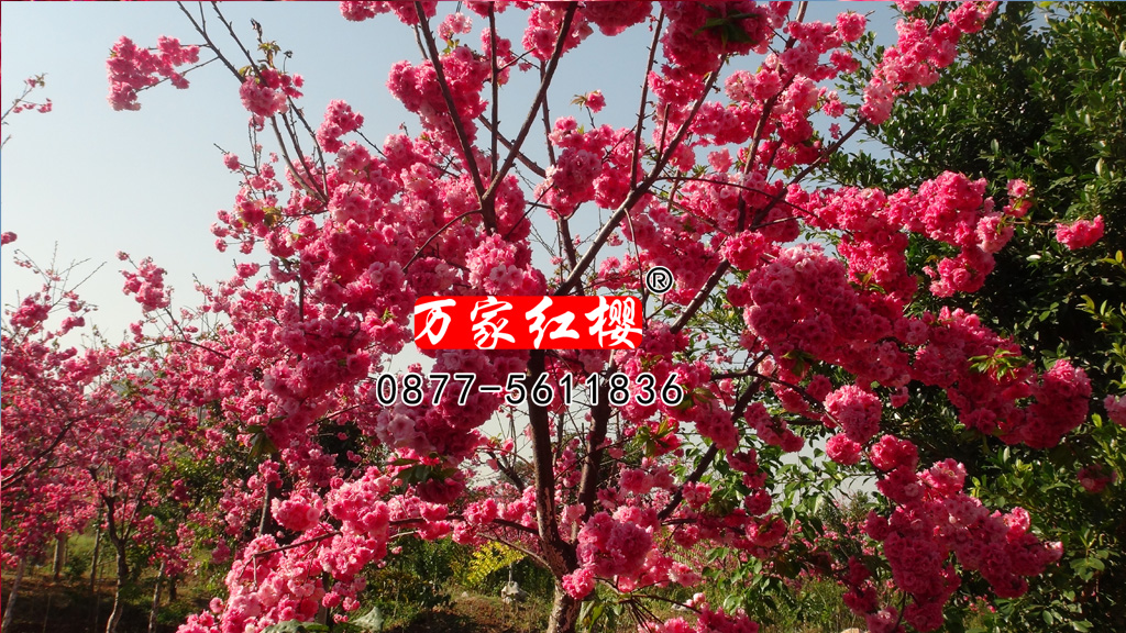 云南樱花 云南樱花