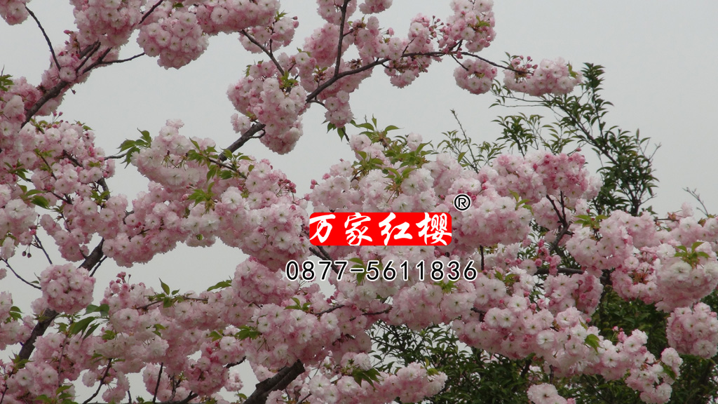 松月樱花 松月樱花