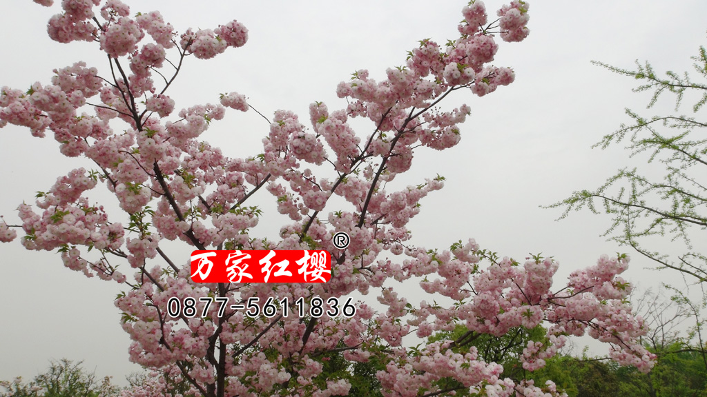 松月樱花 松月 松月樱花 松月