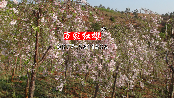 1534835845113448.jpg 2.jpg