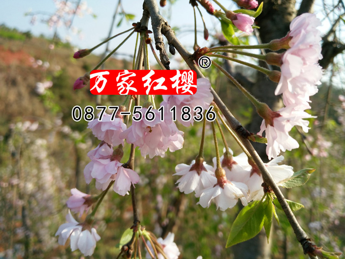 八重红枝垂樱花 八重红枝垂樱花