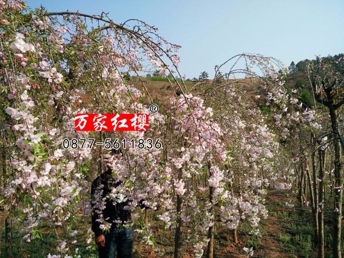 八重红枝垂樱花 八重红枝垂樱花