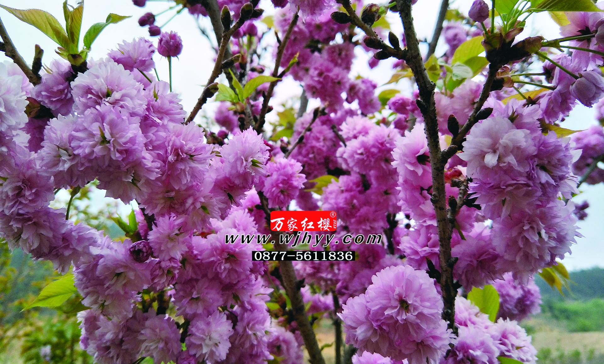 红时雨樱 红时雨樱