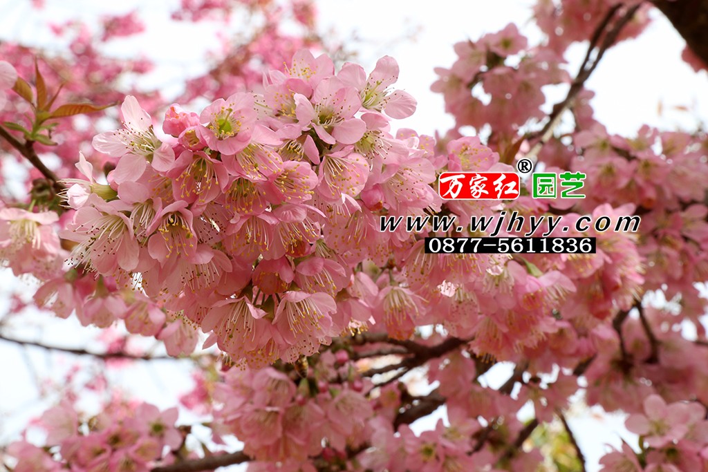 仙女散花樱花_樱花_樱花基地_樱花苗木出售 仙女散花樱花_樱花_樱花基地_樱花苗木出售