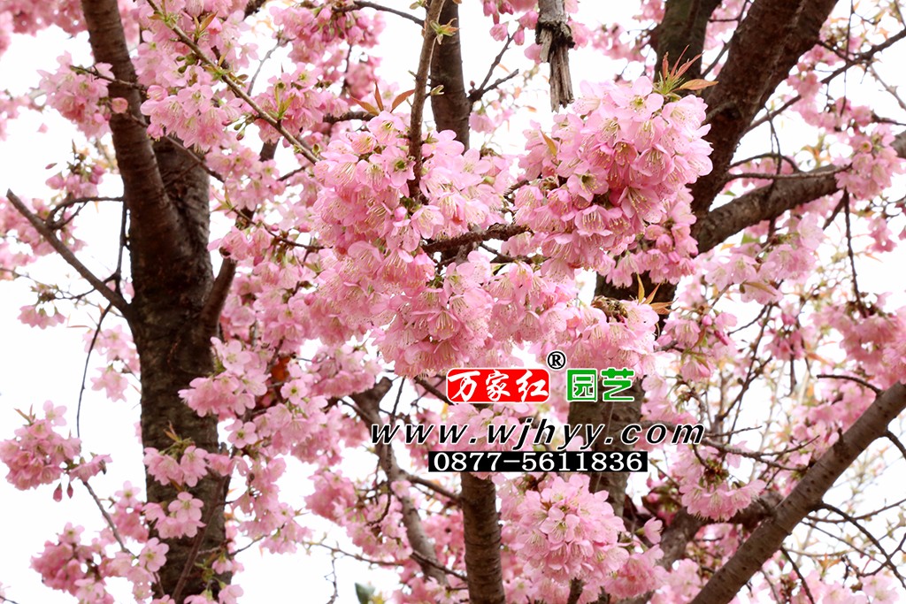 仙女散花樱花_樱花_樱花基地_樱花苗木出售 仙女散花樱花_樱花_樱花基地_樱花苗木出售