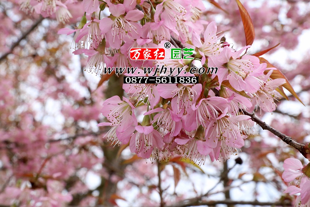 仙女散花樱花_樱花_樱花基地_樱花苗木出售 仙女散花樱花_樱花_樱花基地_樱花苗木出售