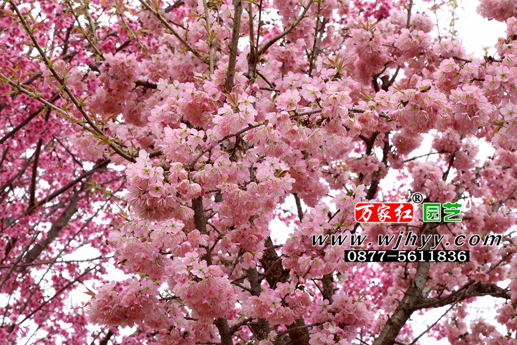 仙女散花樱花_樱花_樱花基地_樱花苗木出售 仙女散花樱花_樱花_樱花基地_樱花苗木出售