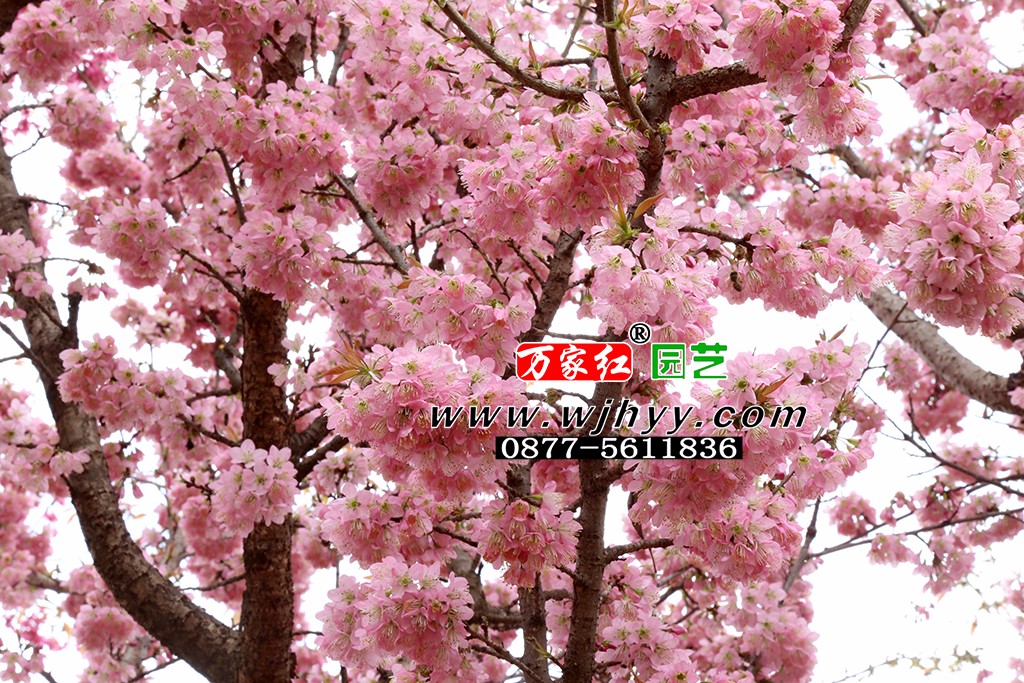 仙女散花樱花_樱花_樱花基地_樱花苗木出售 仙女散花樱花_樱花_樱花基地_樱花苗木出售
