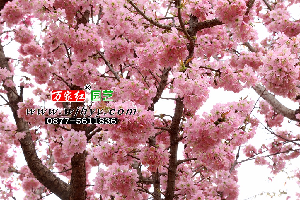 仙女散花樱花_樱花_樱花基地_樱花苗木出售 仙女散花樱花_樱花_樱花基地_樱花苗木出售