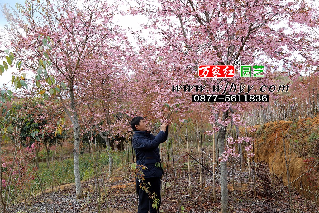 仙女散花樱花_樱花_樱花基地_樱花苗木出售 仙女散花樱花_樱花_樱花基地_樱花苗木出售
