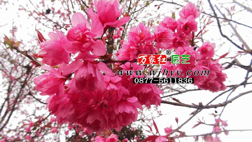 极品重瓣冬樱花_樱花_樱花基地_樱花苗木出售 极品重瓣冬樱花_樱花_樱花基地_樱花苗木出售