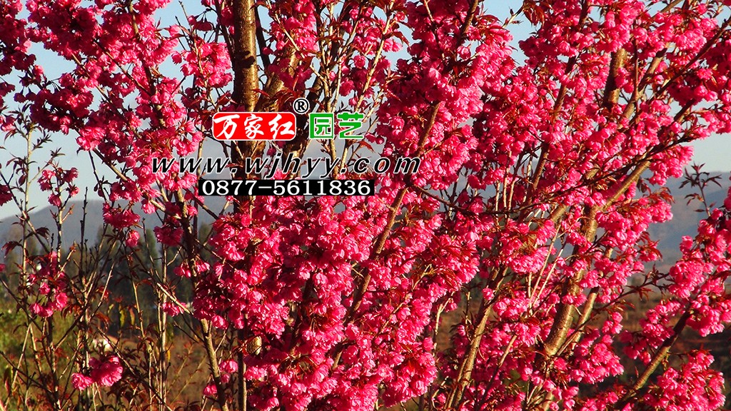 极品重瓣冬樱花_樱花_樱花基地_樱花苗木出售 极品重瓣冬樱花_樱花_樱花基地_樱花苗木出售