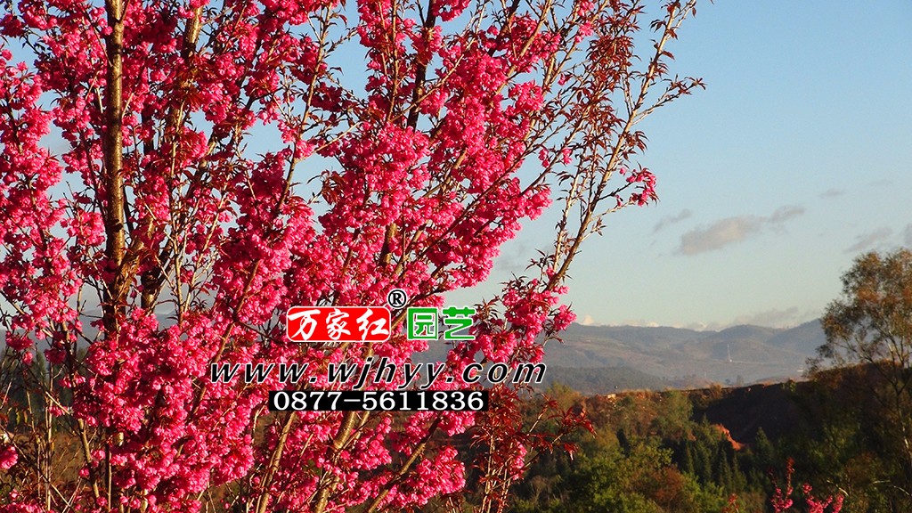 极品重瓣冬樱花_樱花_樱花基地_樱花苗木出售 极品重瓣冬樱花_樱花_樱花基地_樱花苗木出售