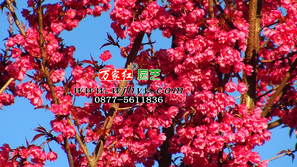 极品重瓣冬樱花_樱花_樱花基地_樱花苗木出售 极品重瓣冬樱花_樱花_樱花基地_樱花苗木出售