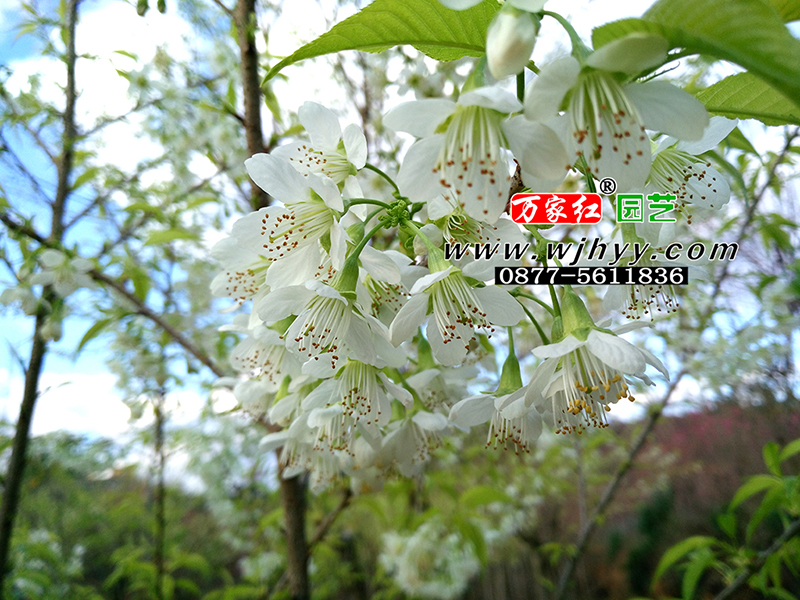 翡翠樱花