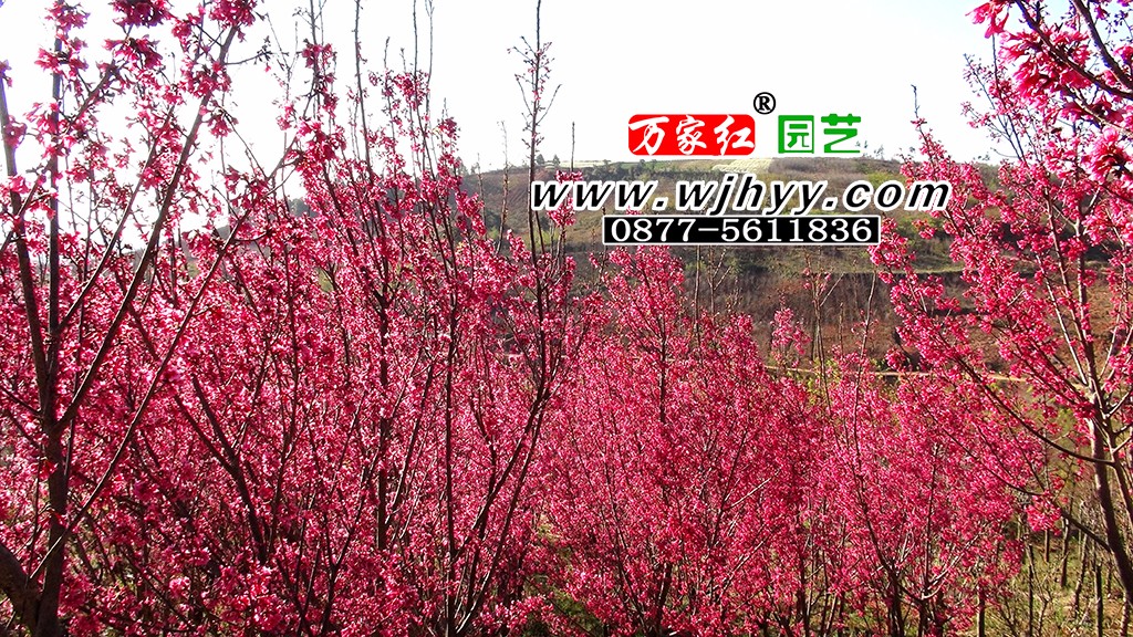 1558516899240160.jpg