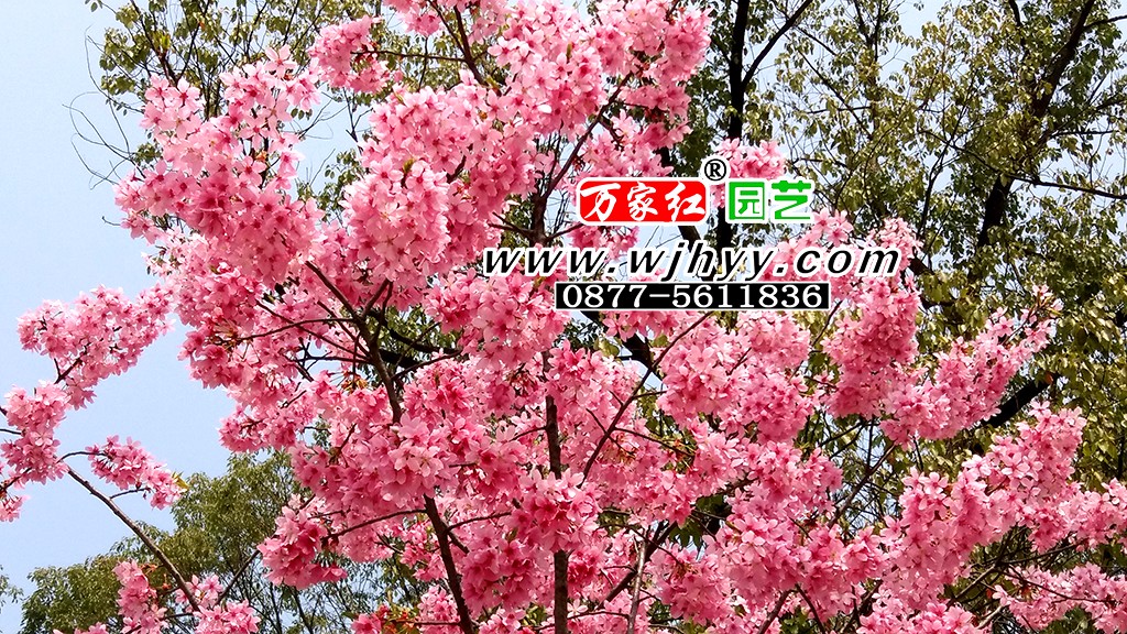 1558603686281384.jpg