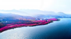 第二届云南抚仙湖樱花节大场景摄影作品选