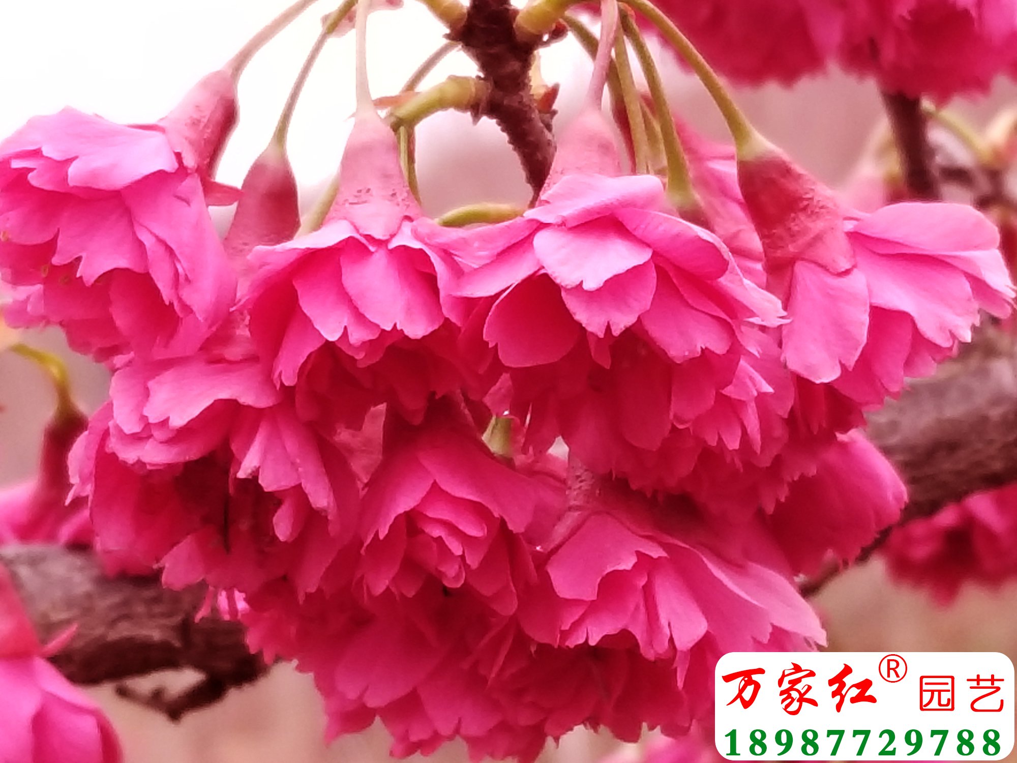 台湾牡丹樱花