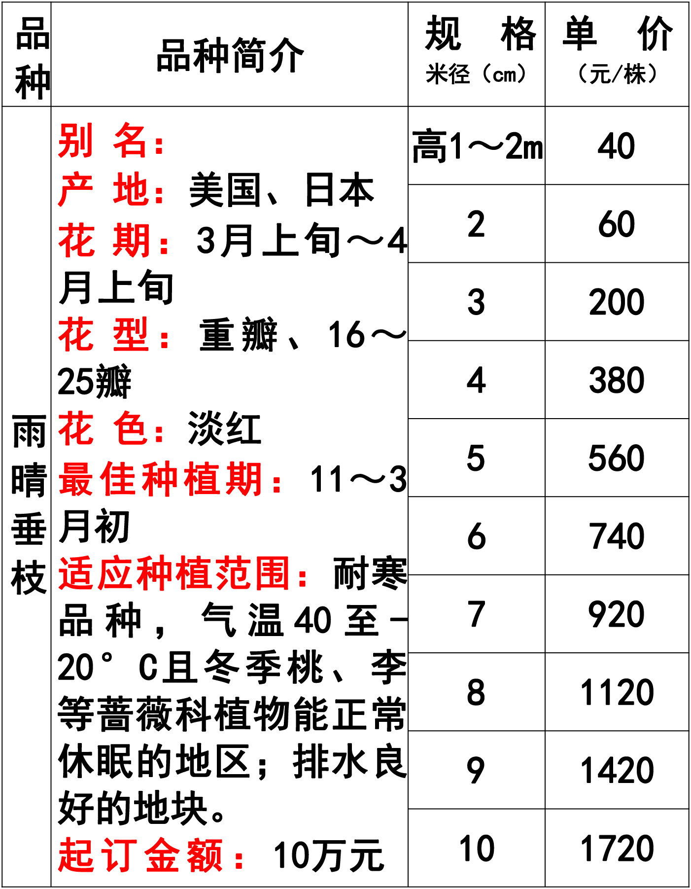 雨晴垂枝樱花