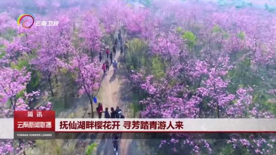 云南卫视报道“第二届云南抚仙湖樱花节”