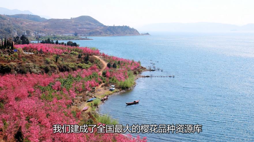 公司董事长王云赋”23年青春，铸就一棵樱花树的梦想“