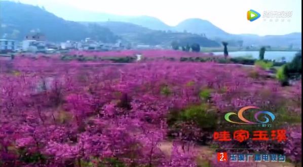 玉溪广播电视台航拍第二届云南抚仙湖樱花节