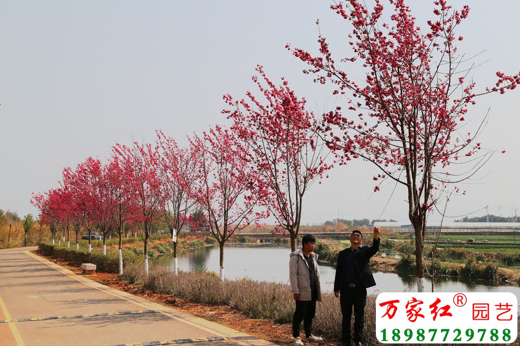 新品种云南红樱在江川星云湖生态环境治理中的应用效果