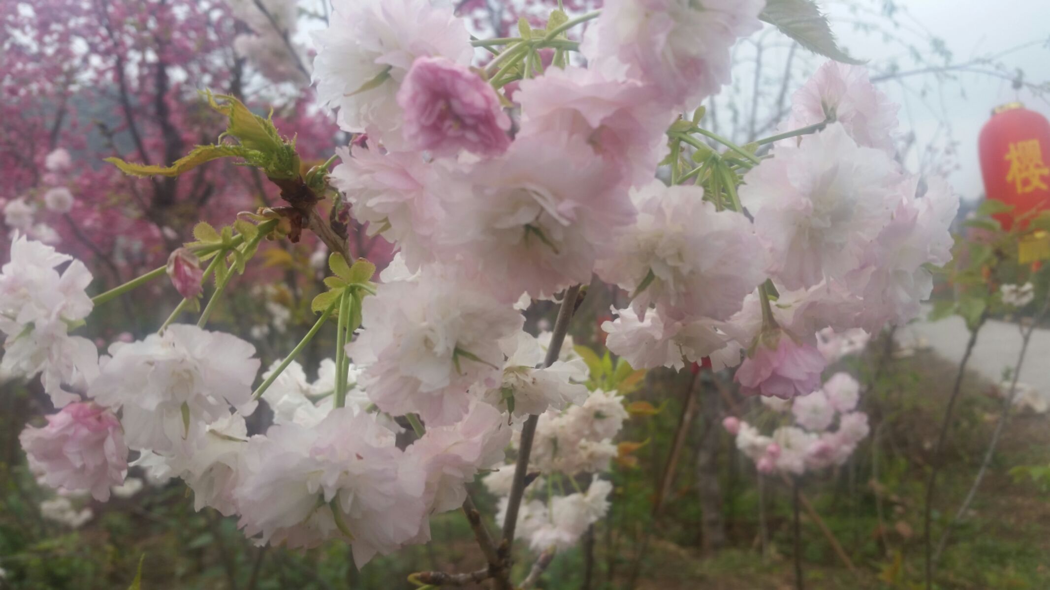 千呼万唤始出来，首届云南抚仙湖樱花节4月15日上午10时隆重开幕！