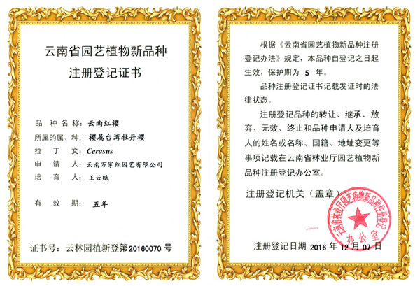 Yunnan Red Cherry Plant Variety Certificate