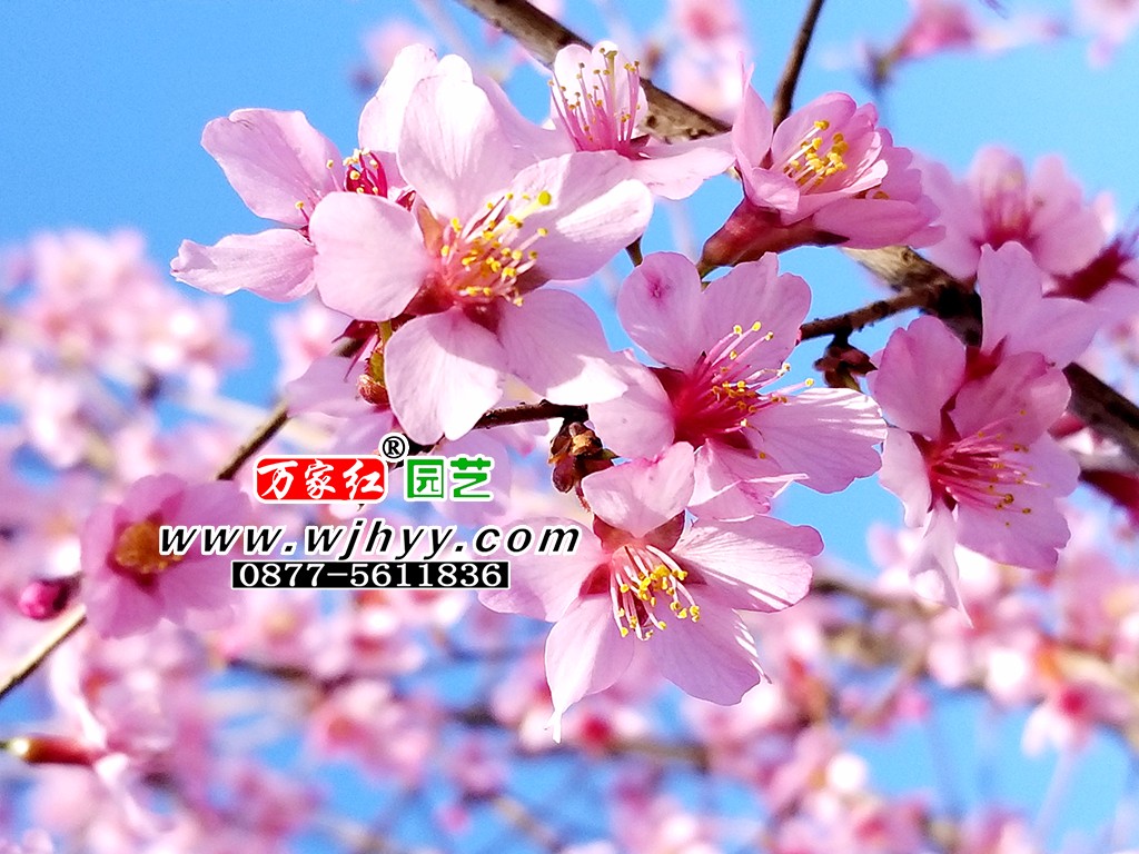 Talent cherry blossom