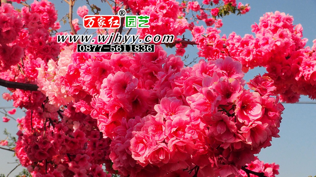 Yunnan cherry blossom
