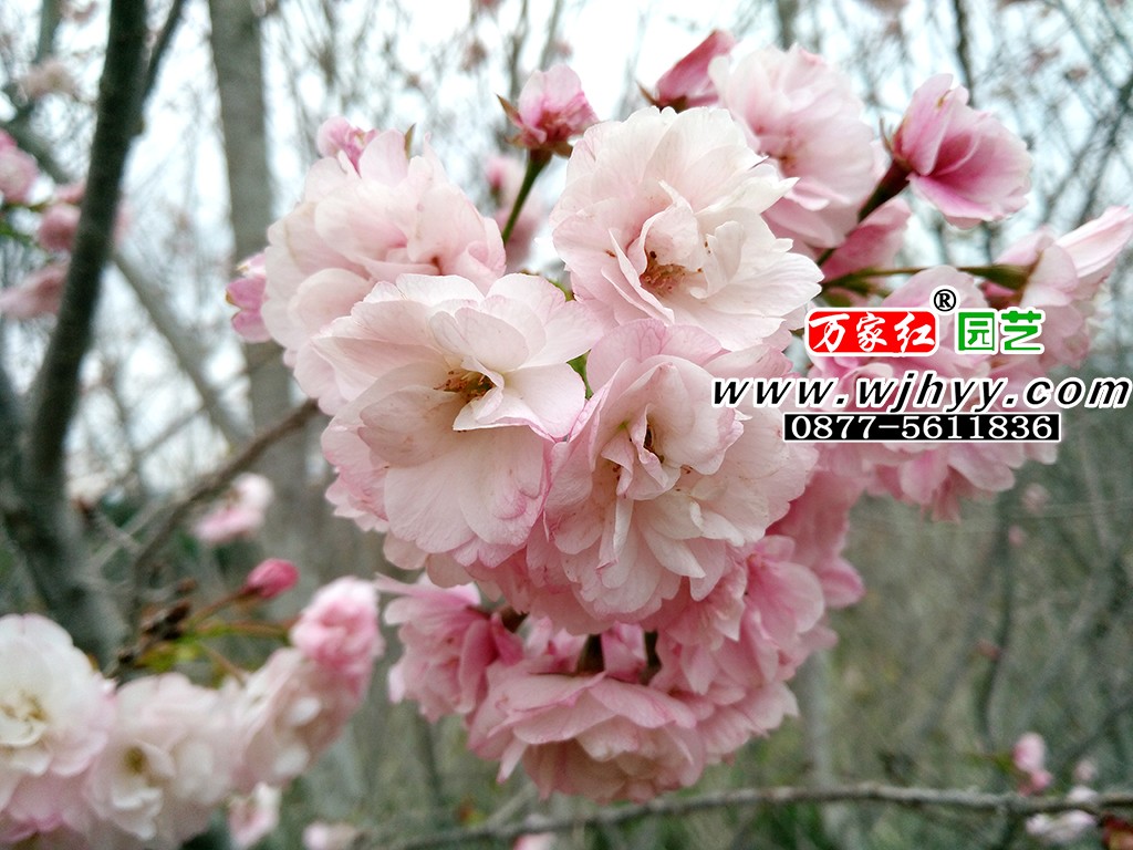 Yae red Oshima cherry blossom